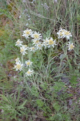 Leontopodium ochroleucum