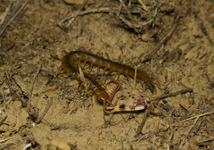 Scolopendra canidens