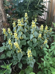 Lamium galeobdolon flavidum