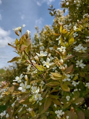 Prunus padus