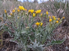 Crepis occidentalis