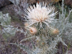 Cirsium cymosum