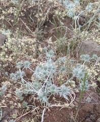 Eryngium castrense