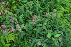 Eupatorium shimadae