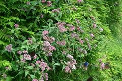 Eupatorium shimadae