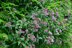 Eupatorium shimadae