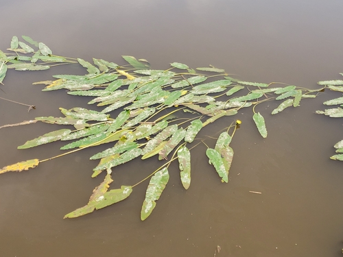 Image of Nuphar sagittifolia by (c) Tyler Bishop, some rights reserved (CC BY)