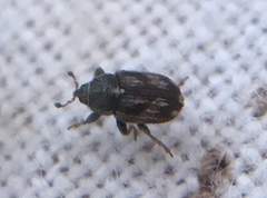 Mecinus labilis