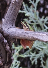Hyla wrightorum