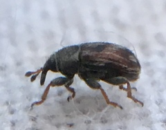 Mecinus labilis