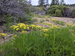 Lomatium multifidum