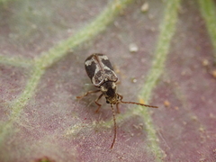 Ptinomorphus imperialis