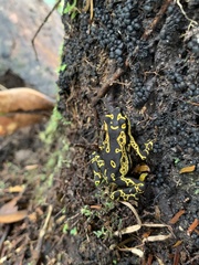 Atelopus hoogmoedi