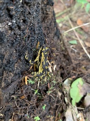 Atelopus hoogmoedi