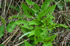 Smilax nipponica