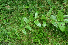 Smilax nipponica