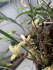 Orchidaceae