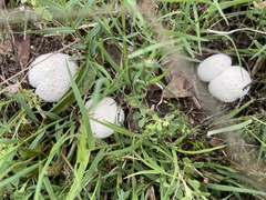 Lycoperdon
