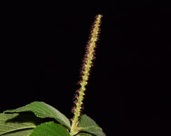 Acalypha cincta