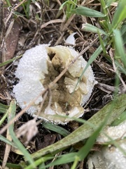 Lycoperdon