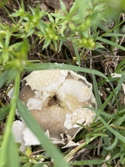 Lycoperdon