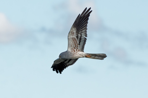 Montagu's Harrier