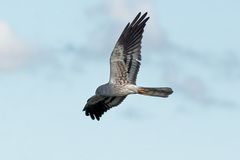 Montagu's Harrier photo 4
