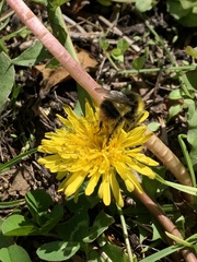 Bombus pratorum