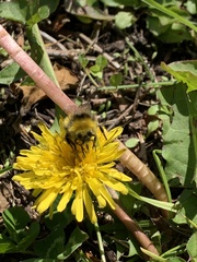 Bombus pratorum