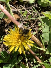 Bombus pratorum