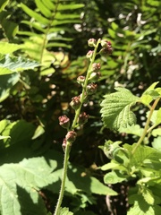 Tellima