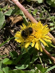 Bombus pratorum