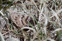 Oeneis alberta capulinensis