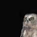Haida Gwaii Saw-whet Owl - Photo (c) Carita Bergman, some rights reserved (CC BY-NC-ND), uploaded by Carita Bergman