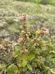 Vaccinium myrtilloides image