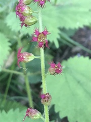 Tellima