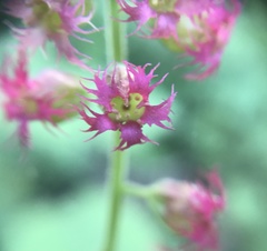 Tellima