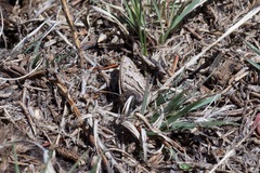 Oeneis alberta capulinensis