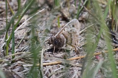 Oeneis alberta capulinensis