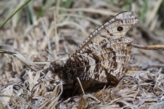 Oeneis alberta capulinensis