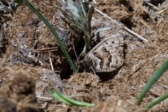 Oeneis alberta capulinensis