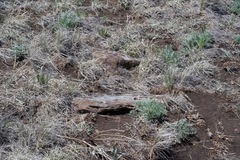 Oeneis alberta capulinensis