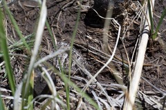 Oeneis alberta capulinensis