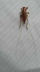 Triaenogryllacris