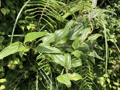Smilax nipponica