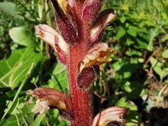 Orobanche hederae