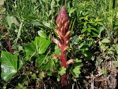 Orobanche hederae