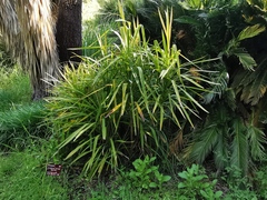 Cordyline stricta