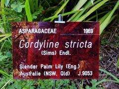 Cordyline stricta