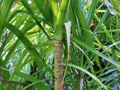 Cordyline stricta